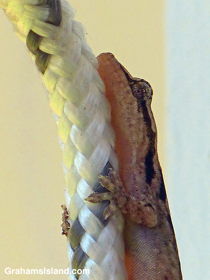 A mourning gecko clings to a washing line.