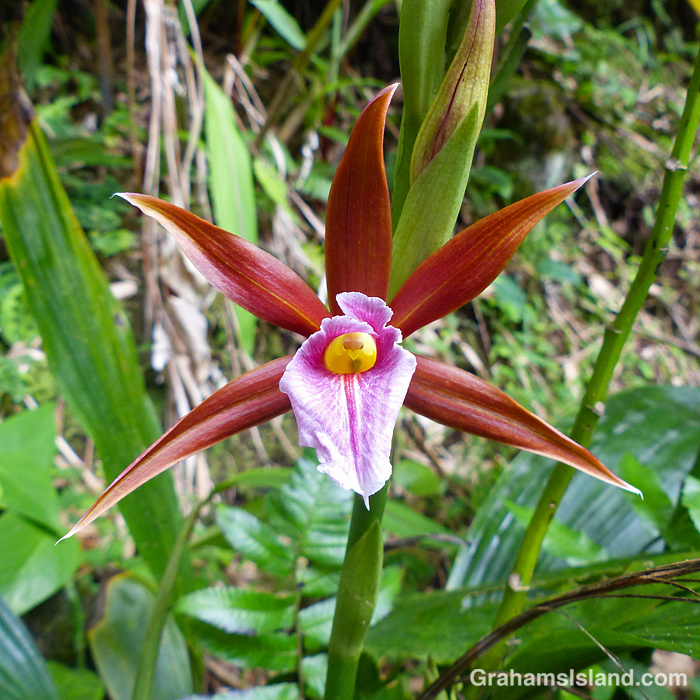 An Orchidantha flower in Hawaii