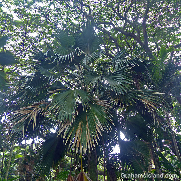 Palm leaves in Hawaii
