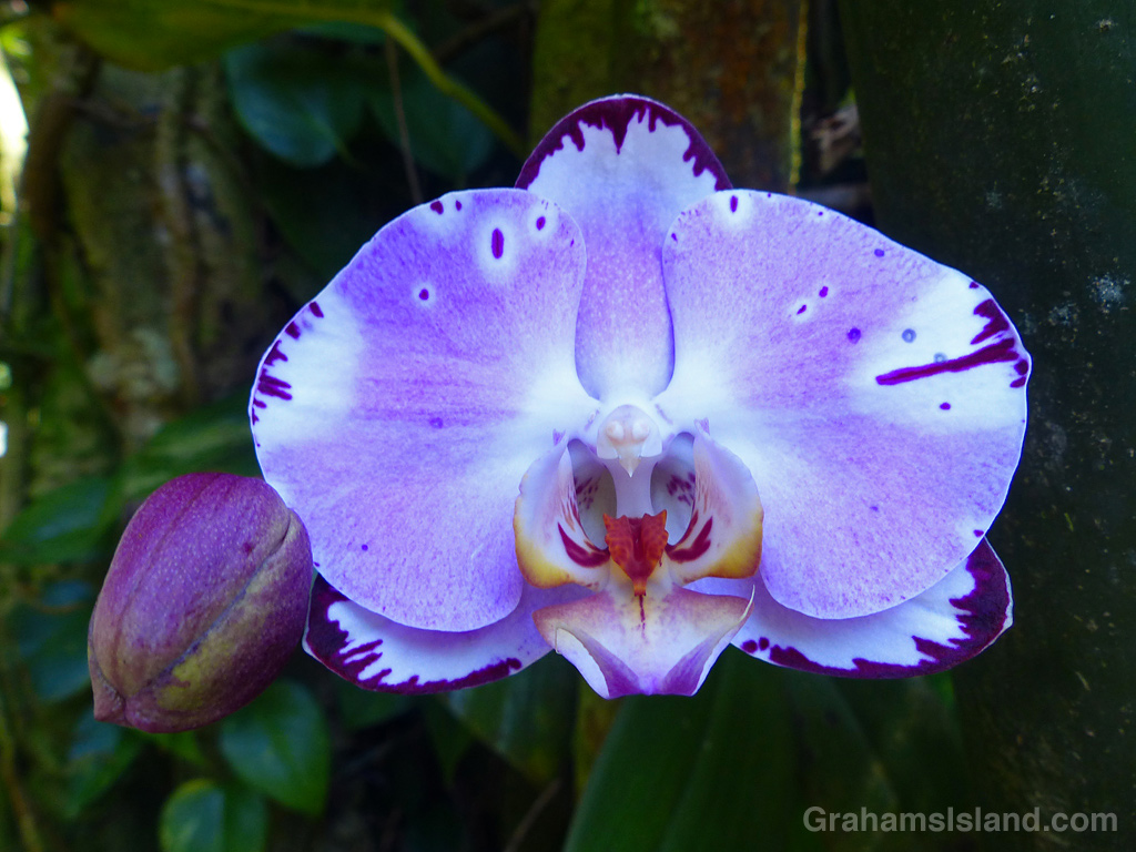 A purple orchid