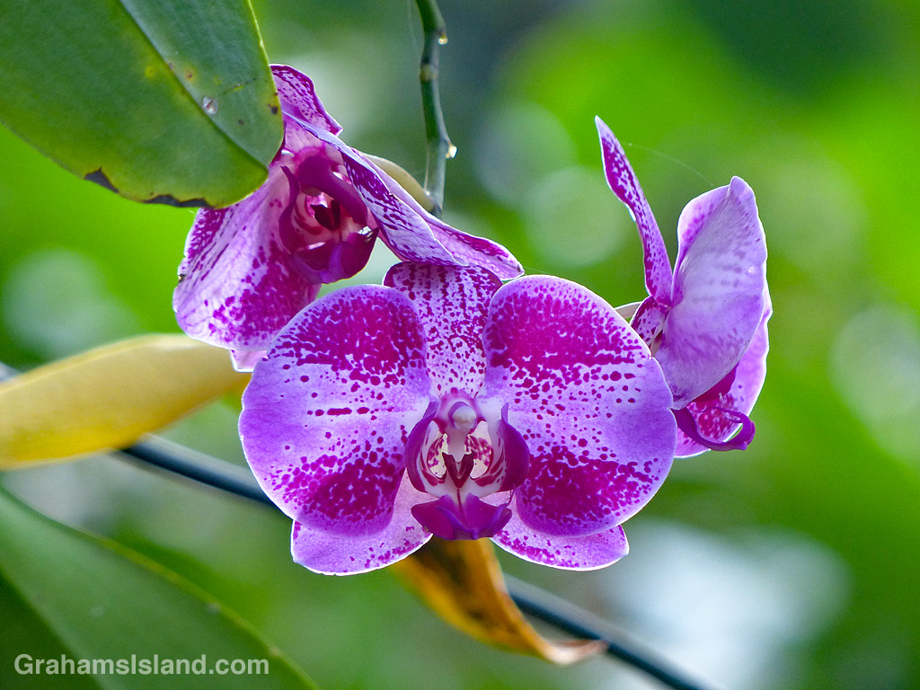 A purple orchid