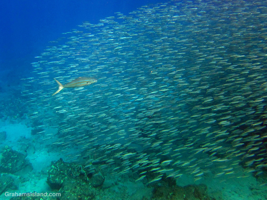 A school of mackerel scads, or Opelus being hunted by a rainbow runner off Hawaii