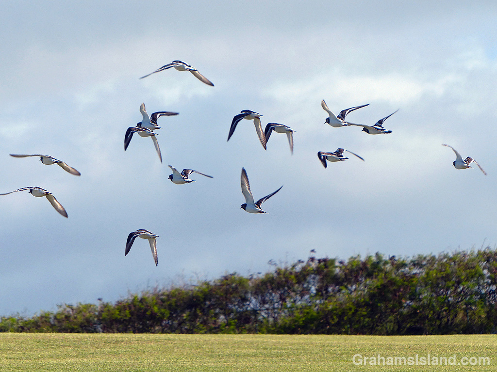 Ruddy turnstones take flight at Upolu Airport in Hawaii