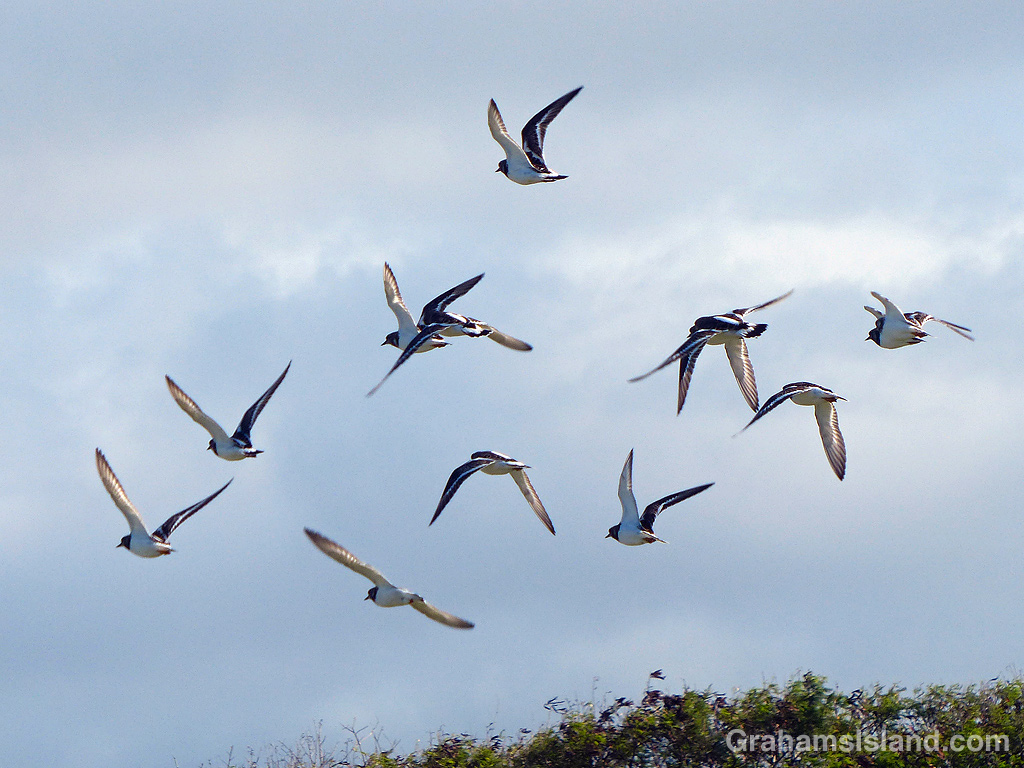 Ruddy turnstones take flight at Upolu Airport in Hawaii
