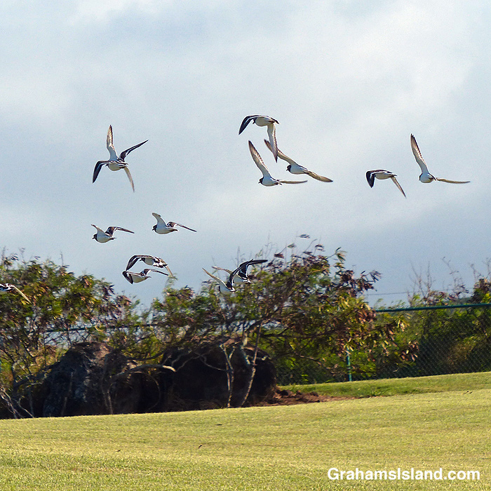 Ruddy turnstones take flight at Upolu Airport in Hawaii