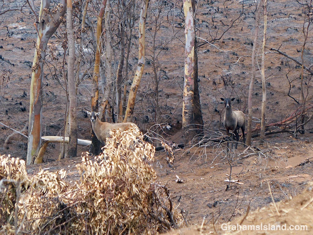 Two sheep after a brush fire