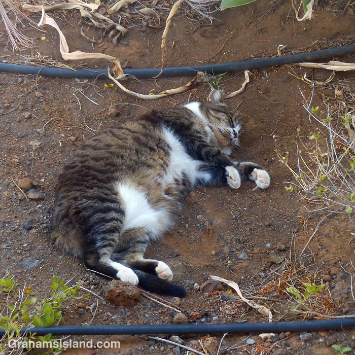 A cat rests in the dirt