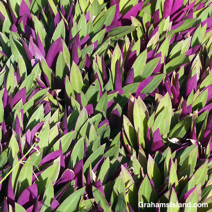 Green and purple Tradescantia leaves