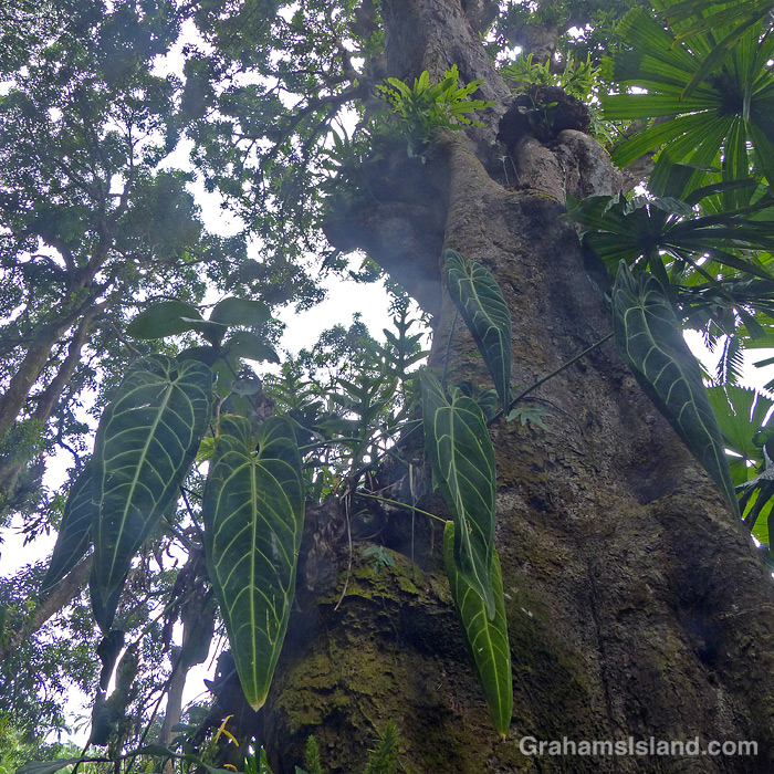 Anthurium leaves growing on a tree
