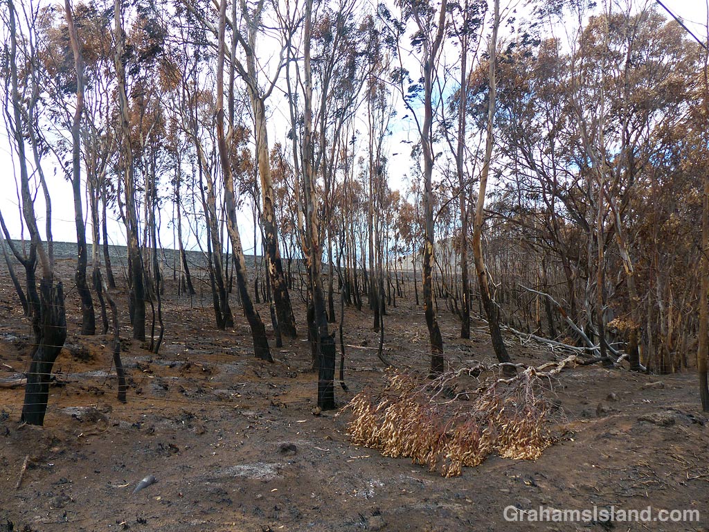 Trees after a brush fire