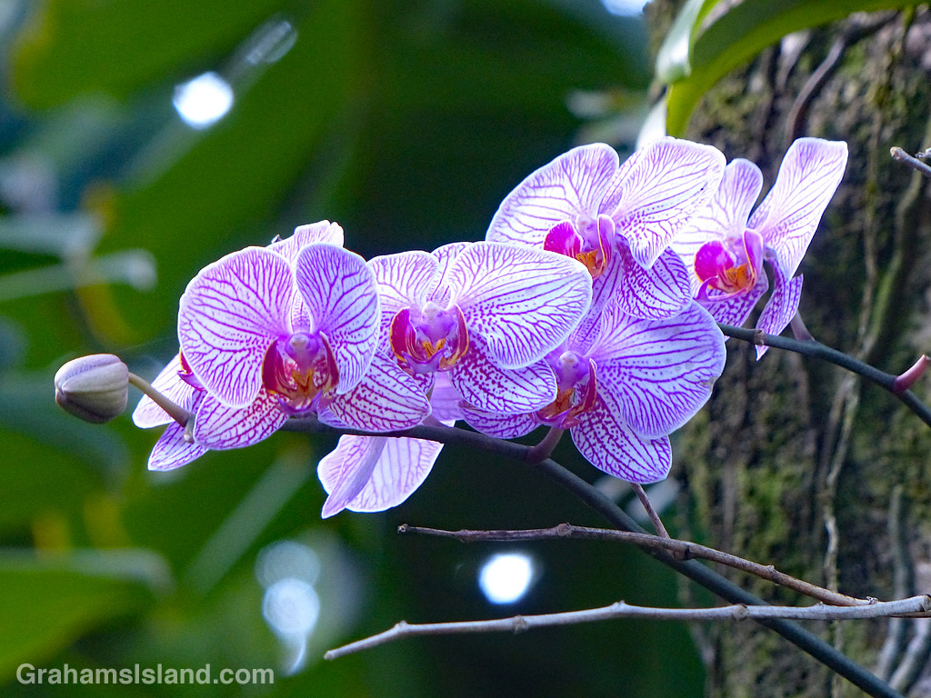 A white and purple orchid
