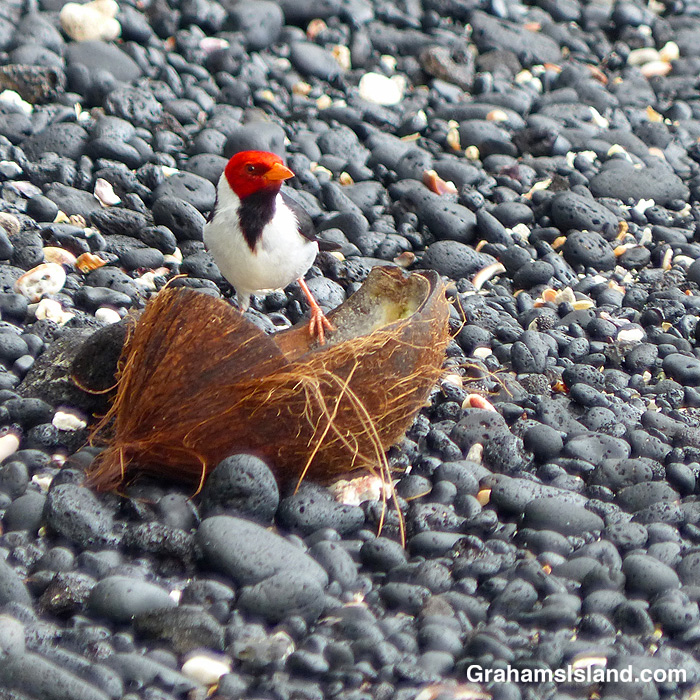 A Yellow-billed cardinal feeds on a coconut