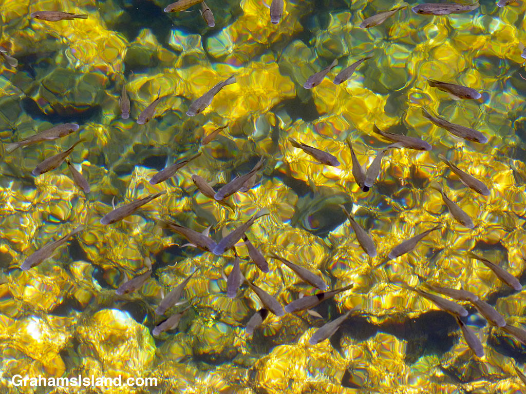 Small fish swim in the golden pools of Keawaiki on the Big Island, Hawaii