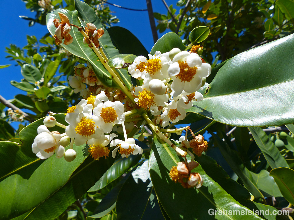 The flowers of an Alexandrian laurel in Hawaii