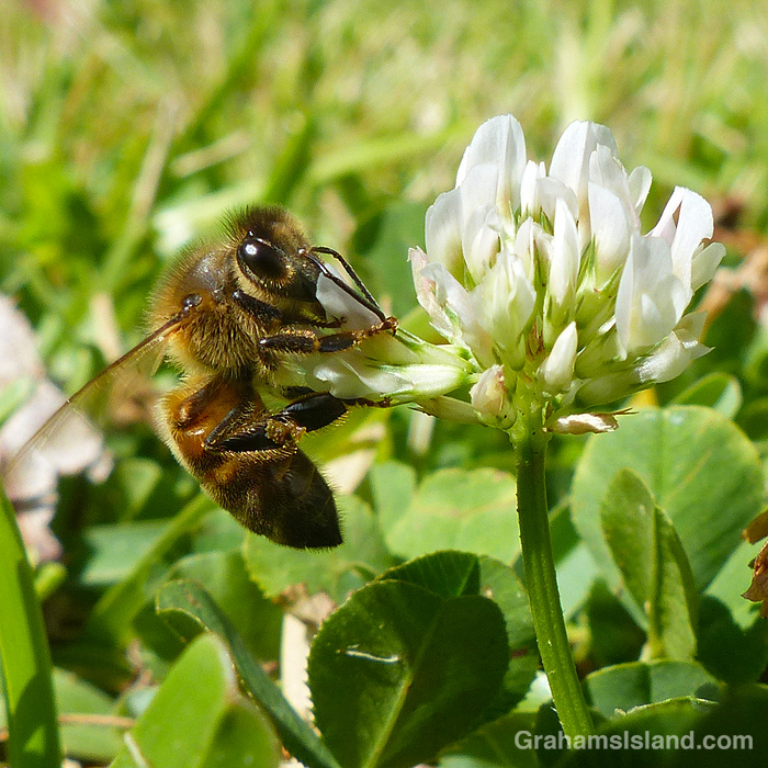 A Bee on a clover flower