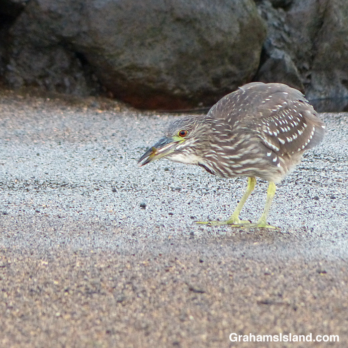 A juvenile black-crowned night heron eats a fish