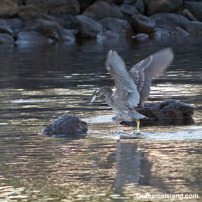 A juvenile black-crowned night heron catches a fish