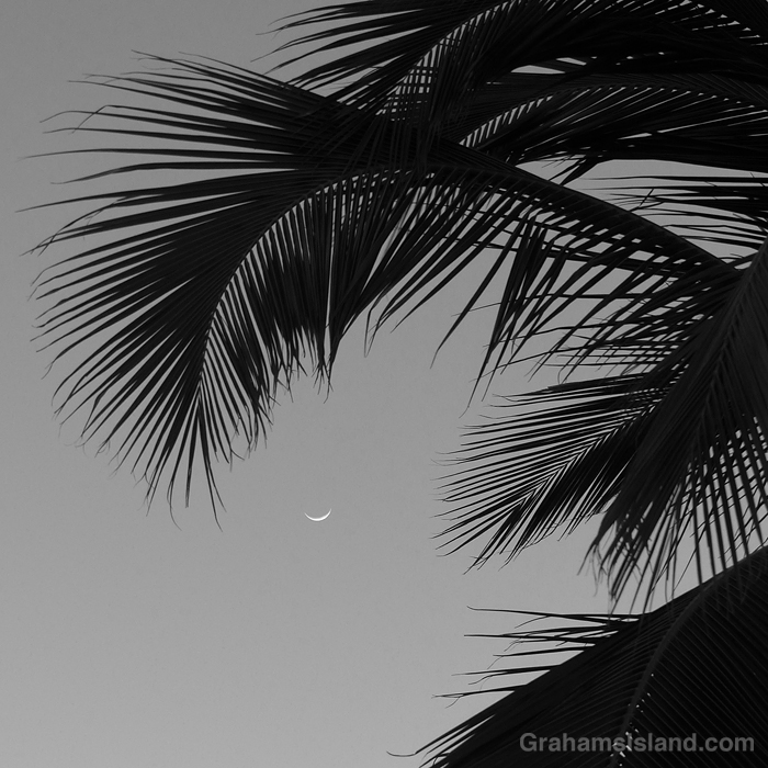 A crescent moon and palms in black and white