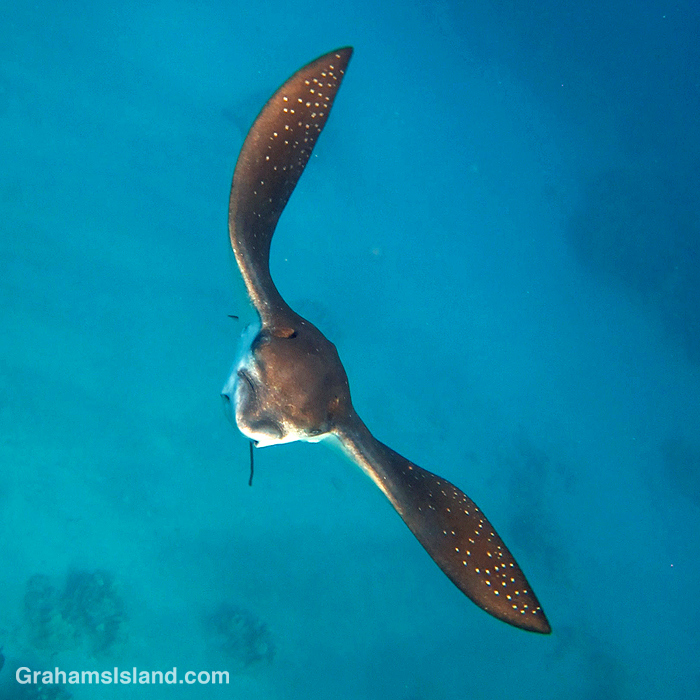 A spotted eagle ray in the waters off Hawaii