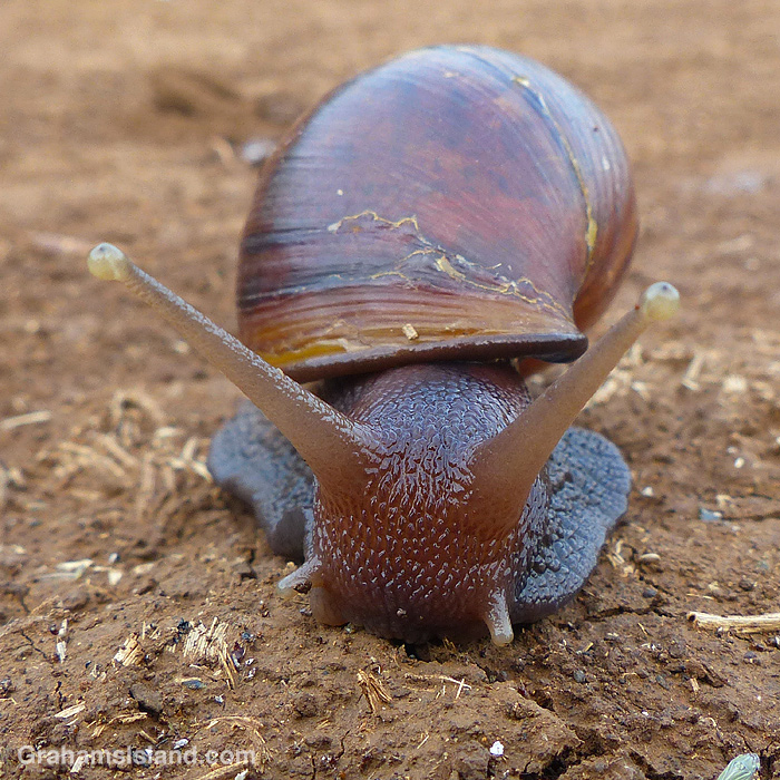 A Giant African Land Snail in Hawaii