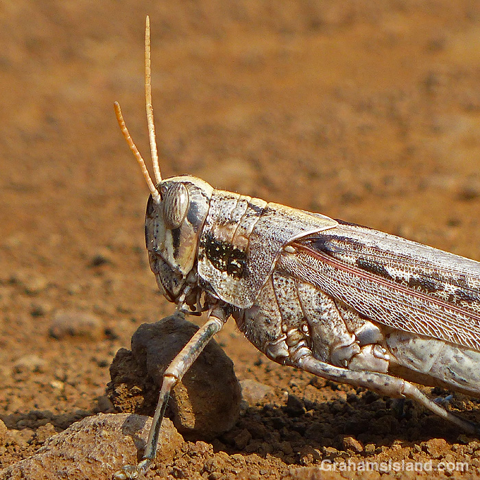 A grasshopper in Hawaii