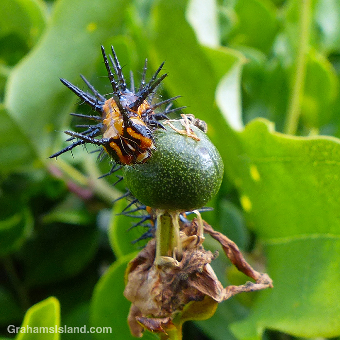 A Passion vine butterfly caterpillar on a passion vine in Hawaii