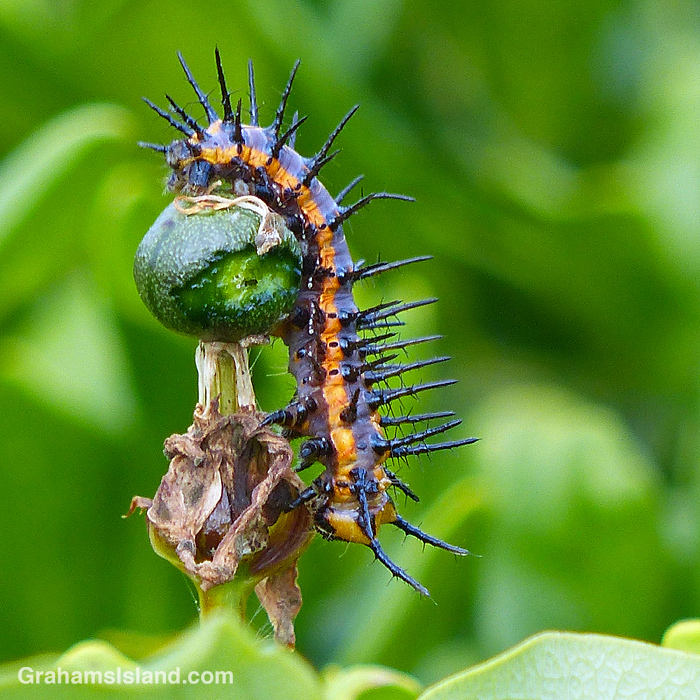 A Passion vine butterfly caterpillar on a passion vine in Hawaii