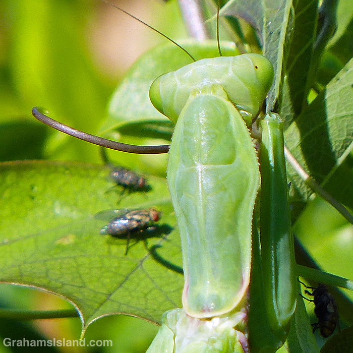 A praying mantis eyes two flies