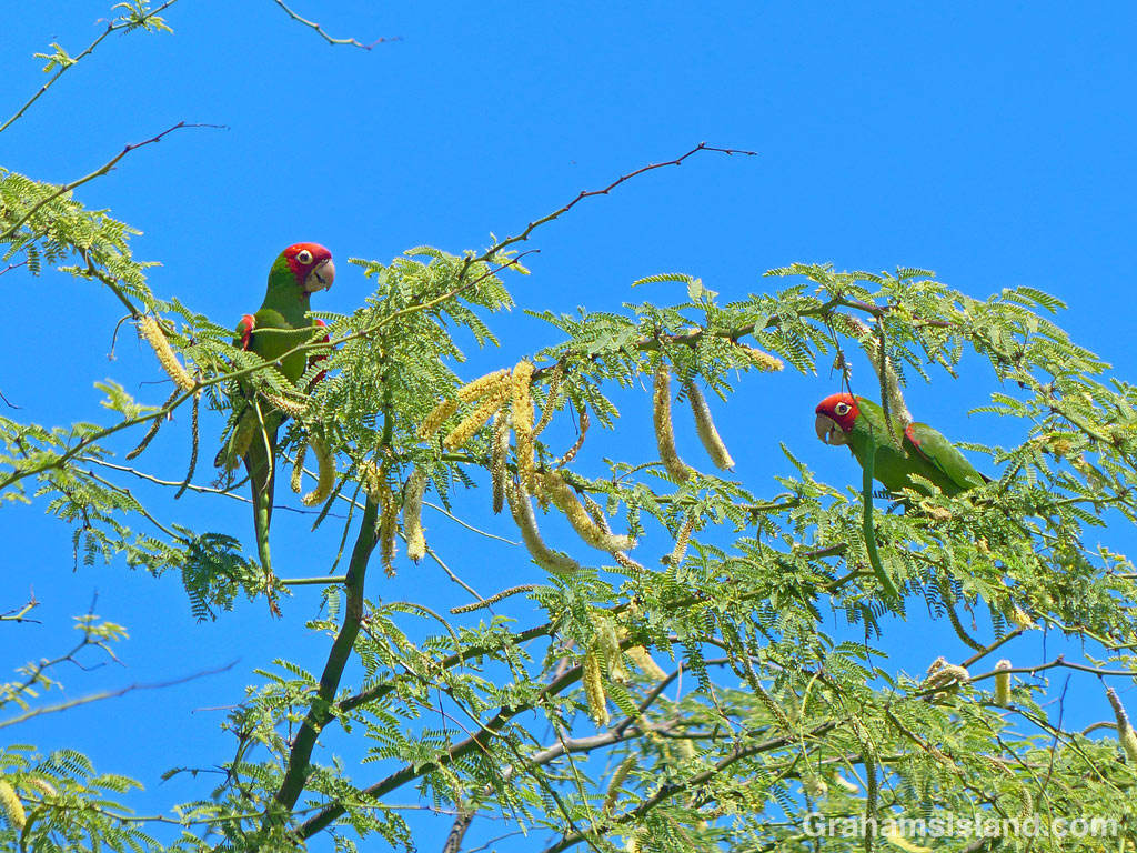Red-masked parakeets at Kohanaiki Beach Park.