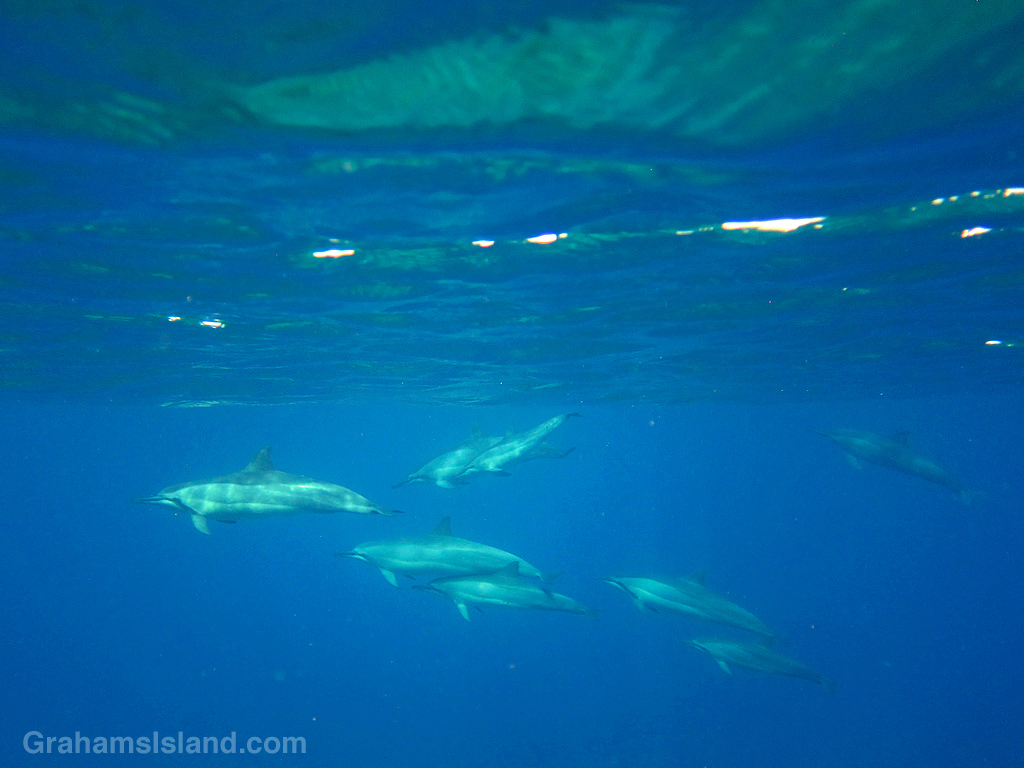 Spinner dolphins off Hawaii