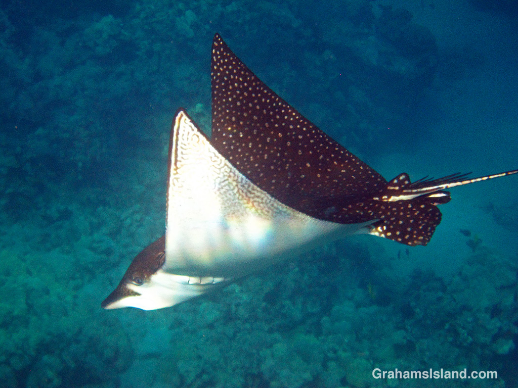 A spotted eagle ray in the waters off Hawaii