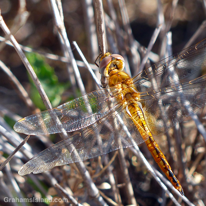 A Wandering glider dragonfly resting