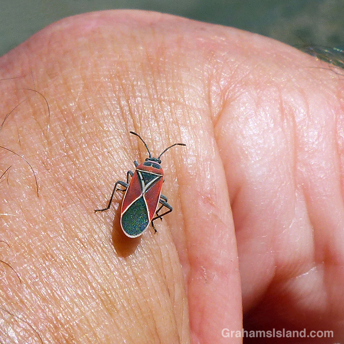 A Whitecrossed Seed Bug in Hawaii