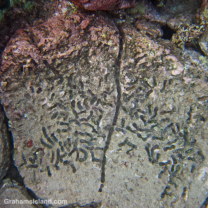 Channels made by rock-boring urchins in Hawaii