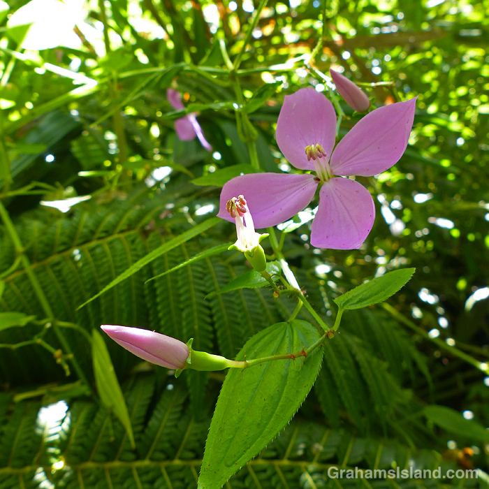 Arthrostemma ciliatum flowers