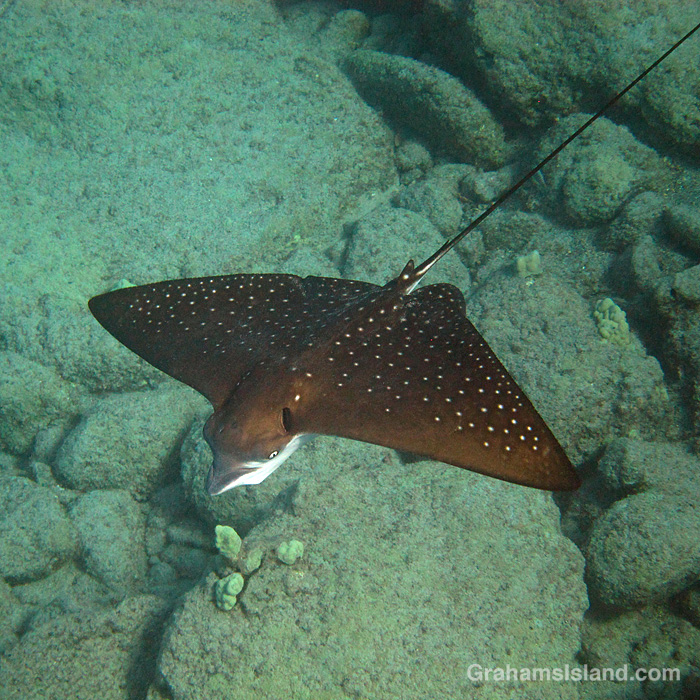 A small spotted eagle ray swims in the waters off Hawaii