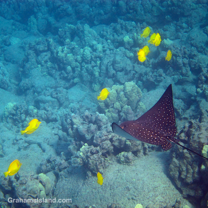 A small spotted eagle ray swims in the waters off Hawaii