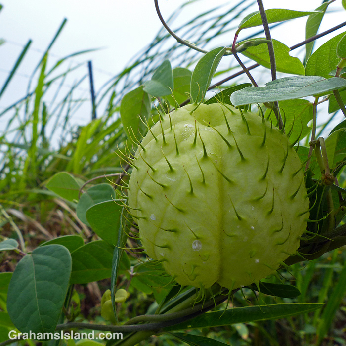 A prickly balloon plant