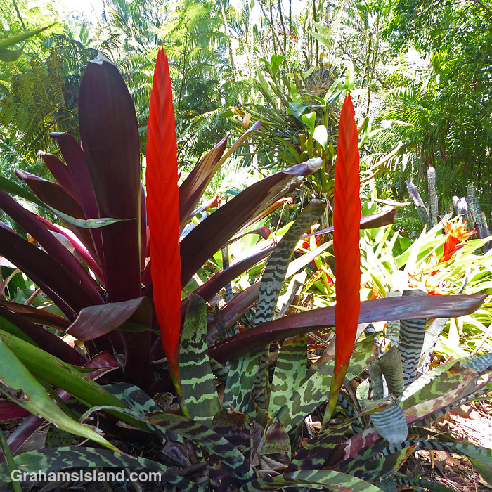 Bromeliad Vriesea splendens at Hawaii Tropical Bioreserve and Gardens