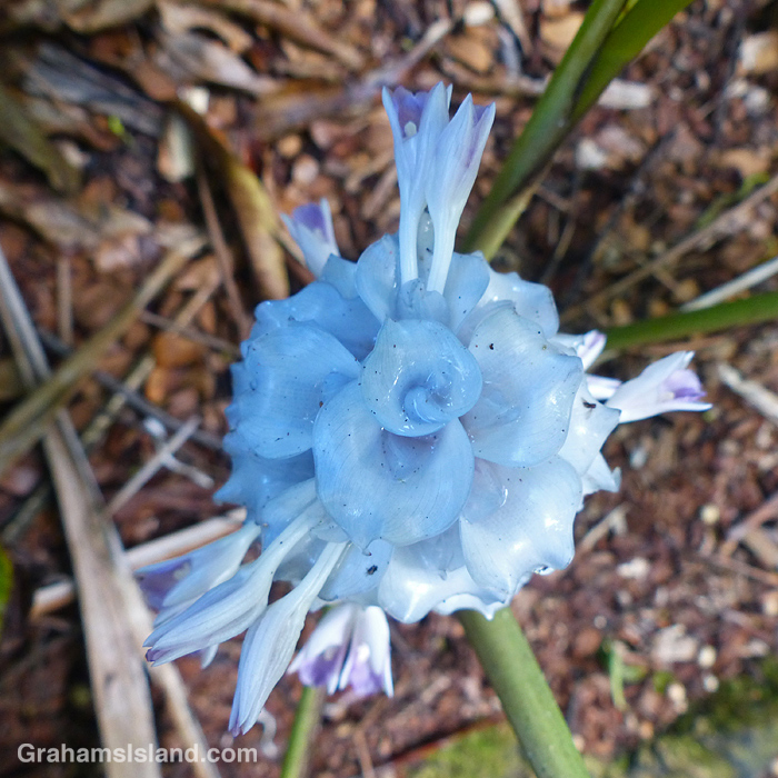 A Calathea Ice Blue seen from above