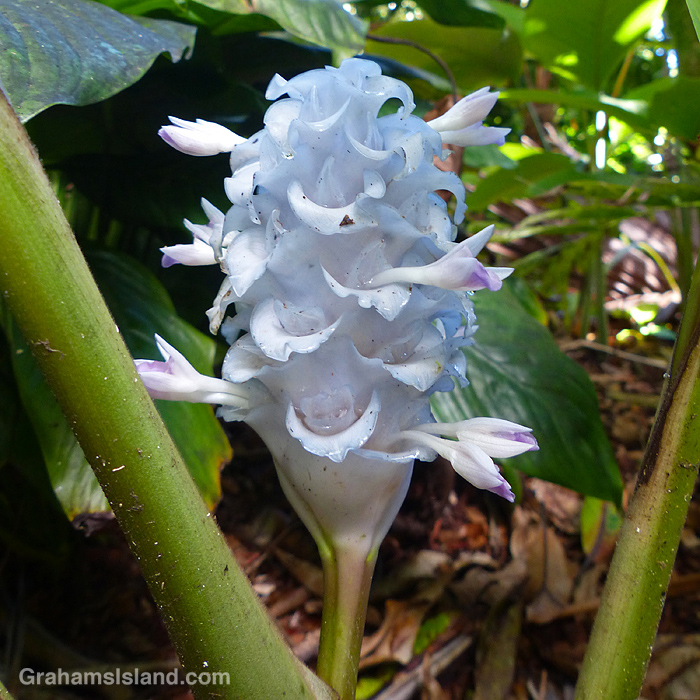 A Calathea Ice Blue flowers and bracts