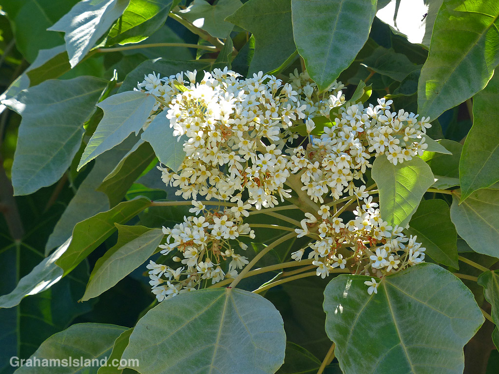The flowers of a candlenut or kukui tree in Hawaii