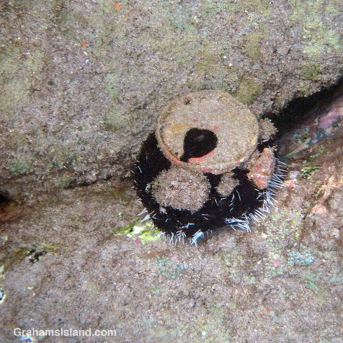 A collector urchin in the waters off Hawaii