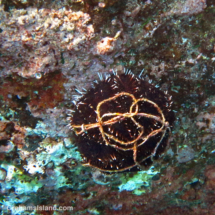 A collector urchin in the waters off Hawaii