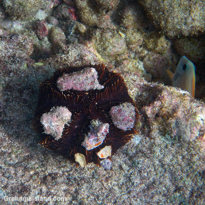 A collector urchin in the waters off Hawaii