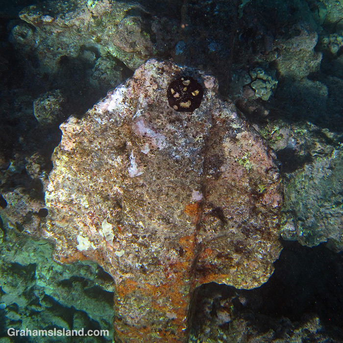 A collector urchin in the waters off Hawaii