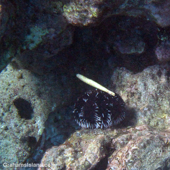 A collector urchin in the waters off Hawaii