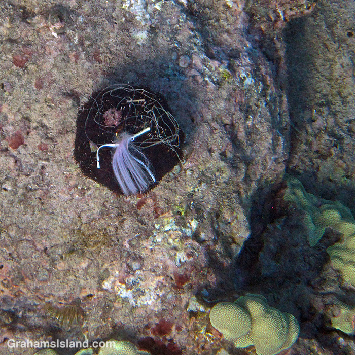A collector urchin in the waters off Hawaii