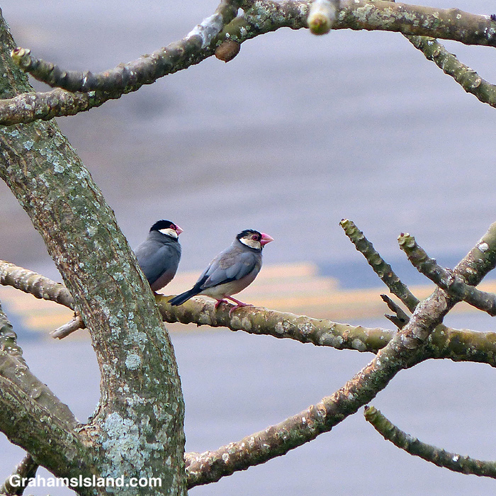 A pair of java sparrows in a plumeria tree