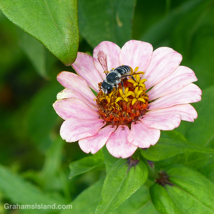 A Leafcutter bee on a zinnia violacea flower